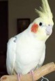 /album/calopsita/calopsita-2-jpg/
